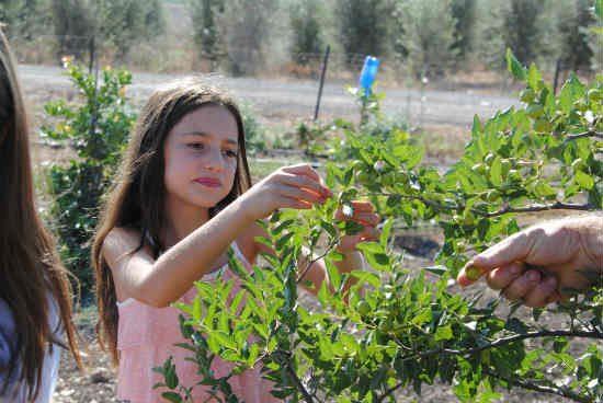 קטופותי, אירועי שבועות2014 בצפון, אירועי שבועות לילדים, פעילויות לילדים בצפון